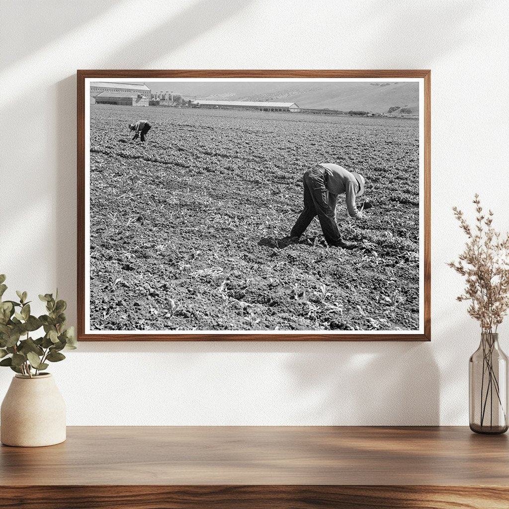 Mexican and Filipino Laborers in Sugar Beet Field 1939 - Available at KNOWOL