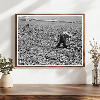 Mexican and Filipino Laborers in Sugar Beet Field 1939 - Available at KNOWOL