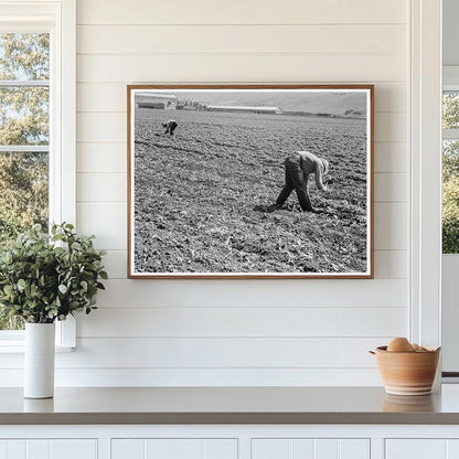 Mexican and Filipino Laborers in Sugar Beet Field 1939 - Available at KNOWOL