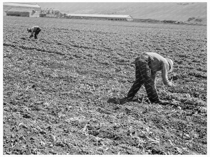 Mexican and Filipino Laborers in Sugar Beet Field 1939 - Available at KNOWOL