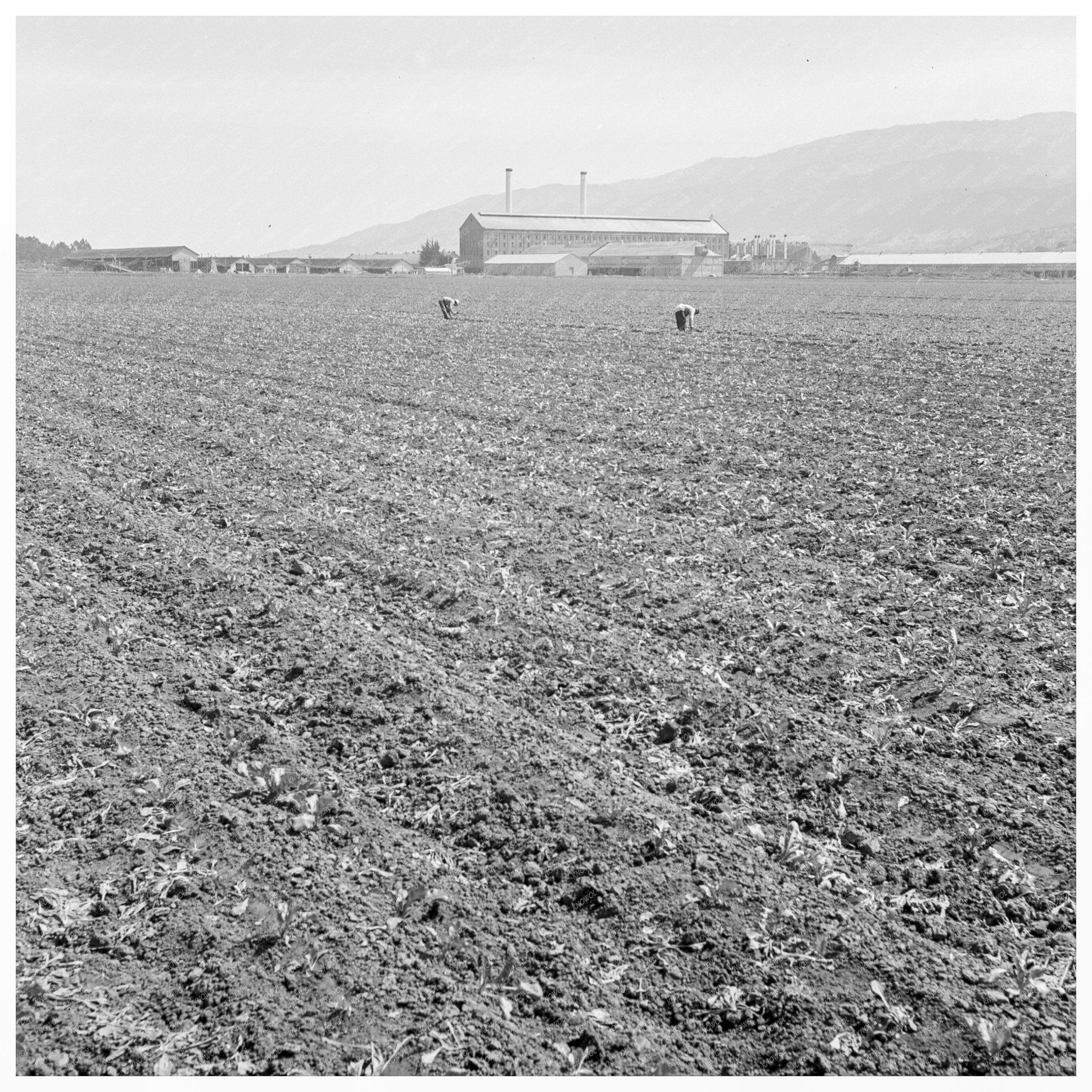 Mexican and Filipino Workers Thinning Sugar Beets 1939 - Available at KNOWOL