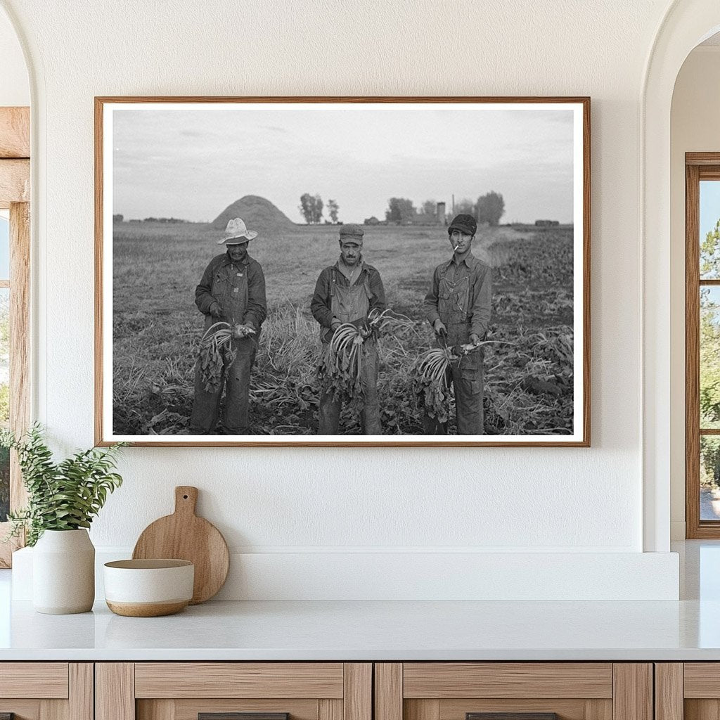 Mexican Beet Workers in Minnesota Sugar Beet Field 1937 - Available at KNOWOL