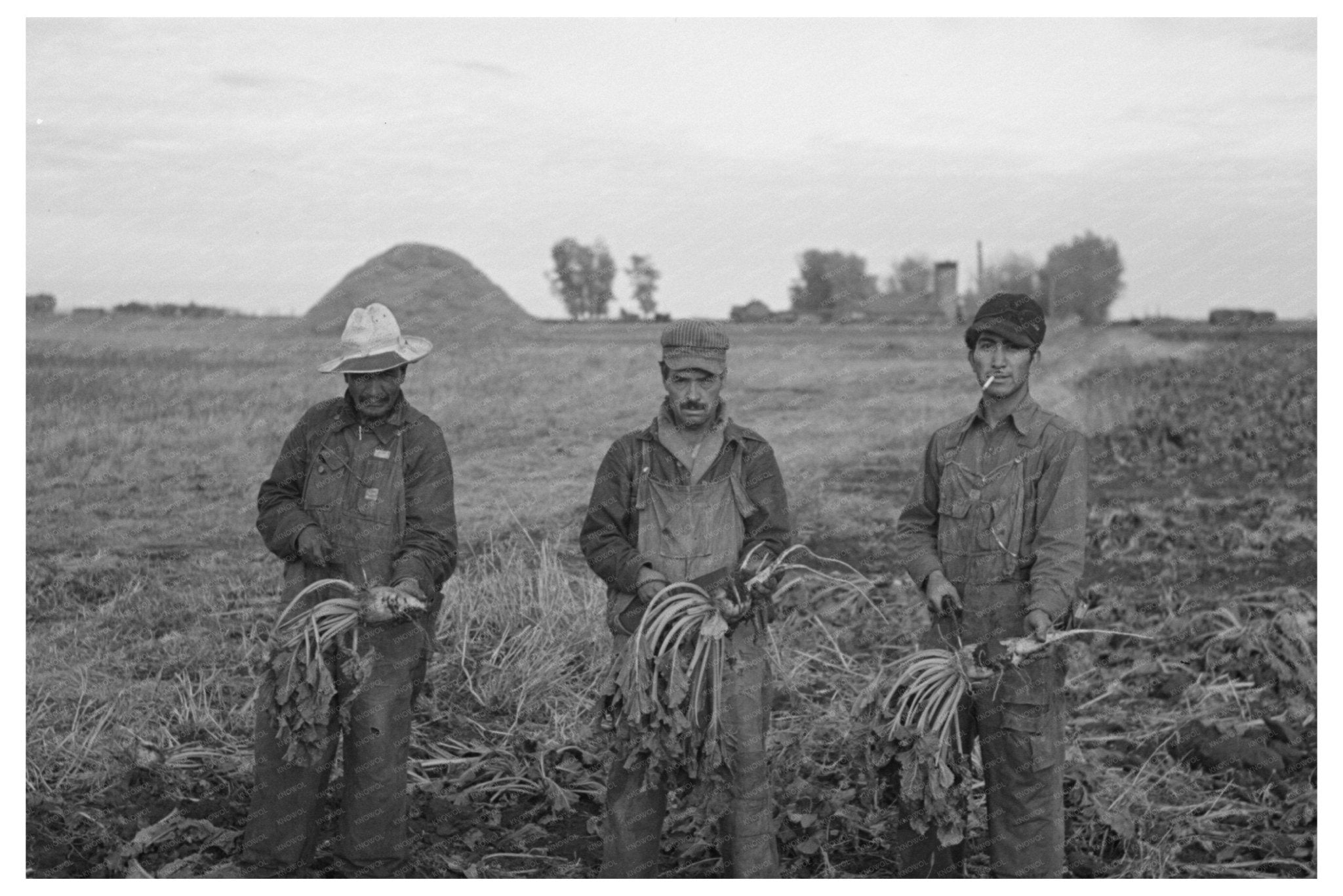 Mexican Beet Workers in Minnesota Sugar Beet Field 1937 - Available at KNOWOL