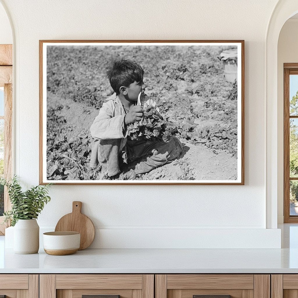 Mexican Boy Cutting Spinach in La Pryor Texas 1939 - Available at KNOWOL