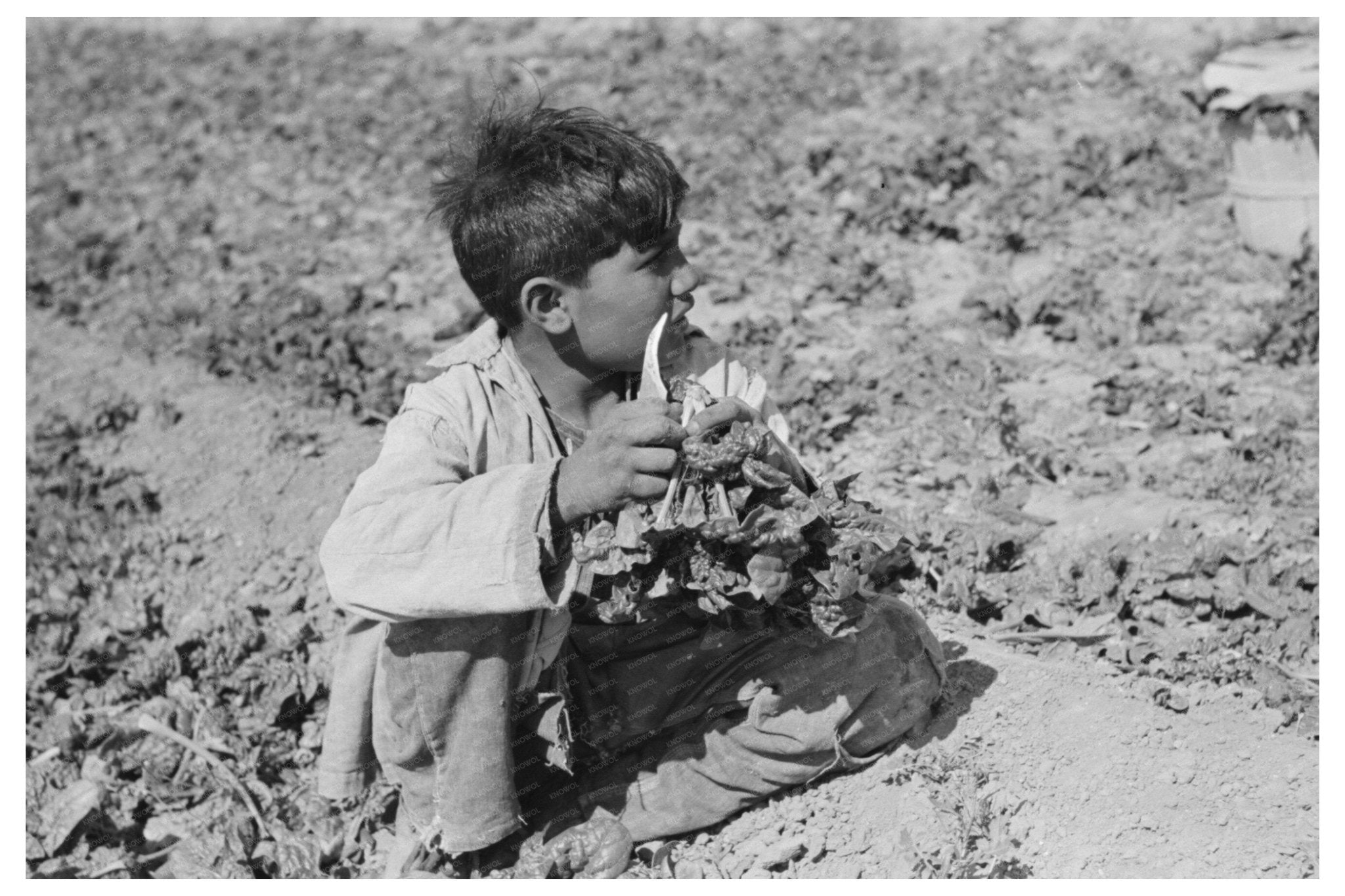 Mexican Boy Cutting Spinach in La Pryor Texas 1939 - Available at KNOWOL