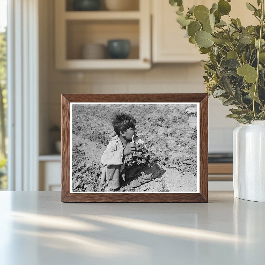 Mexican Boy Cutting Spinach in La Pryor Texas 1939 - Available at KNOWOL