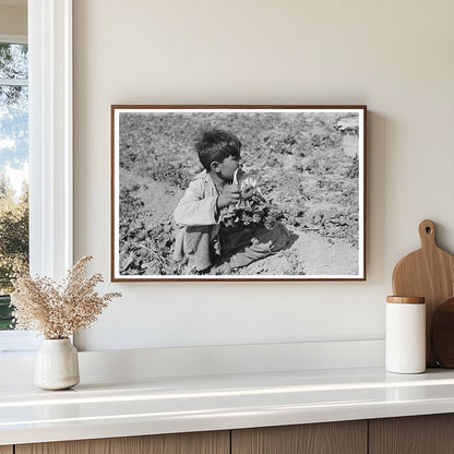 Mexican Boy Cutting Spinach in La Pryor Texas 1939 - Available at KNOWOL