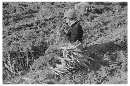 Mexican Boy Harvesting Carrots in Texas February 1939 - Available at KNOWOL