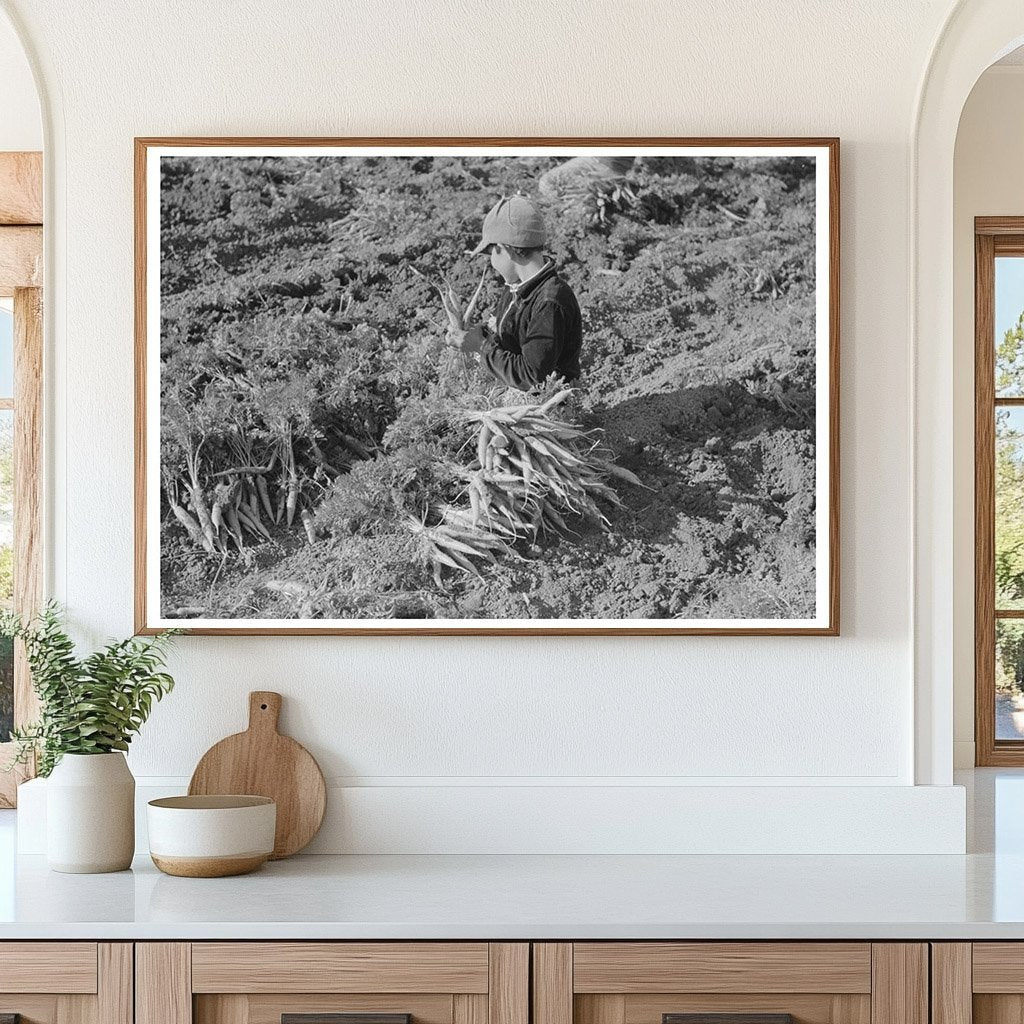 Mexican Boy Harvesting Carrots in Texas February 1939 - Available at KNOWOL