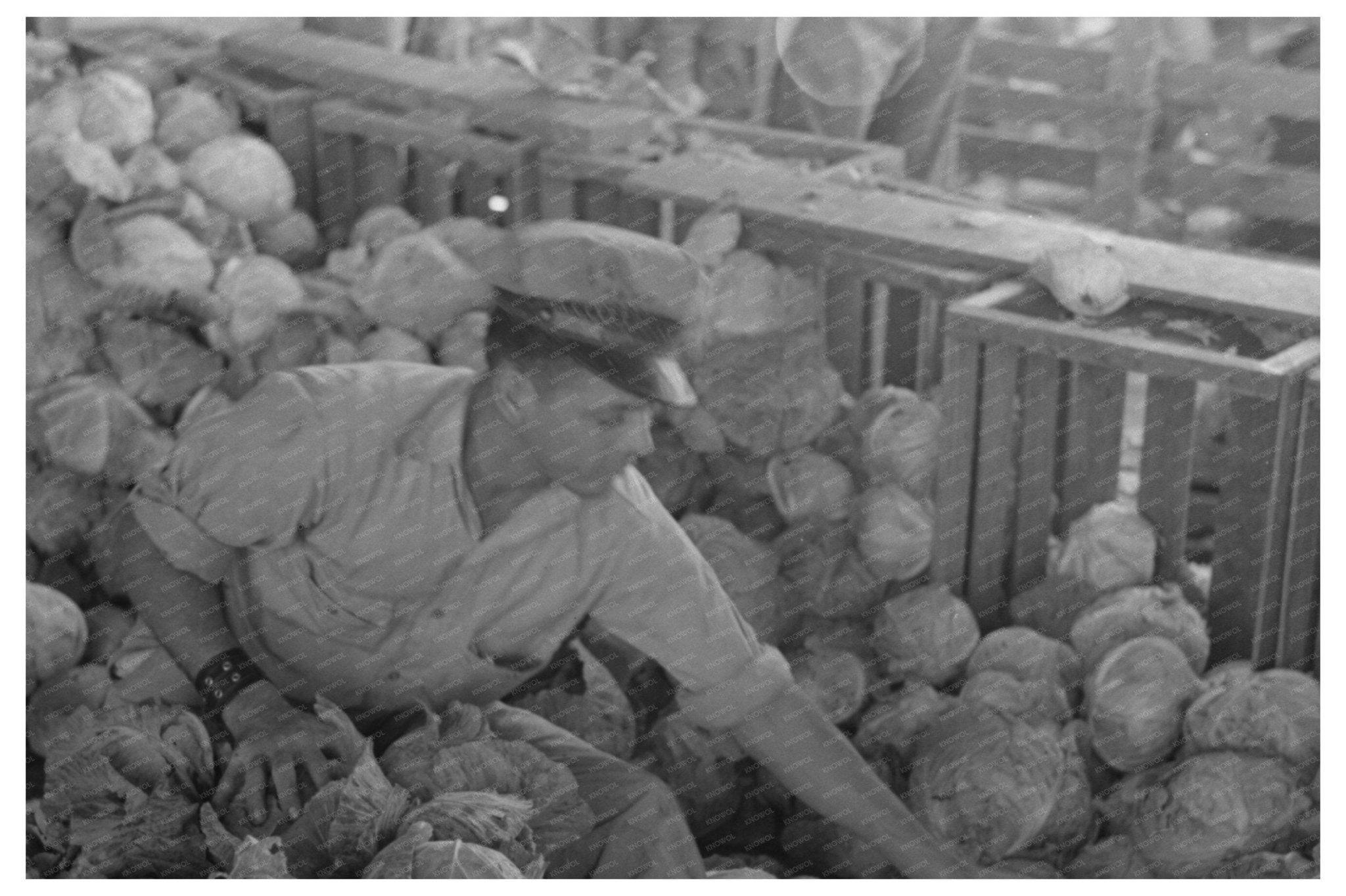 Mexican Cabbage Packer Alamo Texas February 1939 - Available at KNOWOL