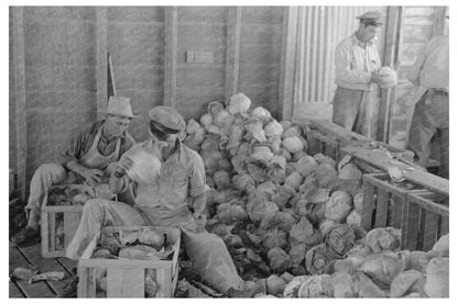 Mexican Cabbage Packer in Alamo Texas February 1939 - Available at KNOWOL