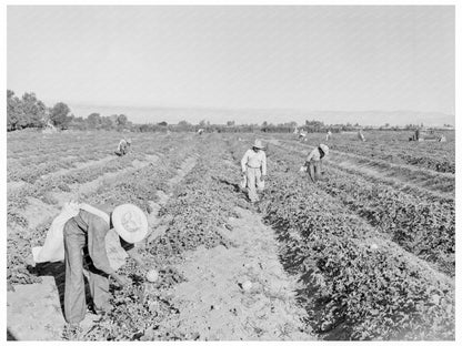 Mexican Cantaloupe Pickers Imperial Valley 1938 - Available at KNOWOL