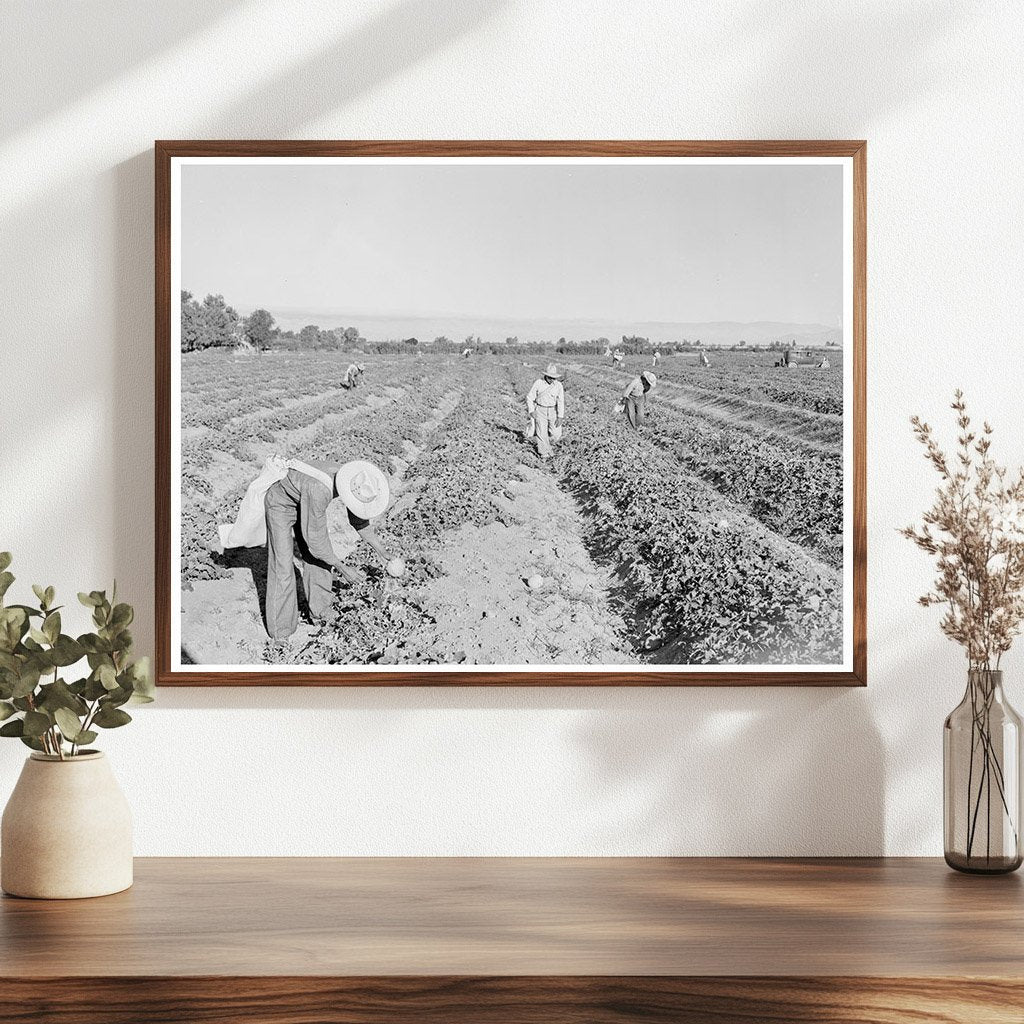 Mexican Cantaloupe Pickers Imperial Valley 1938 - Available at KNOWOL