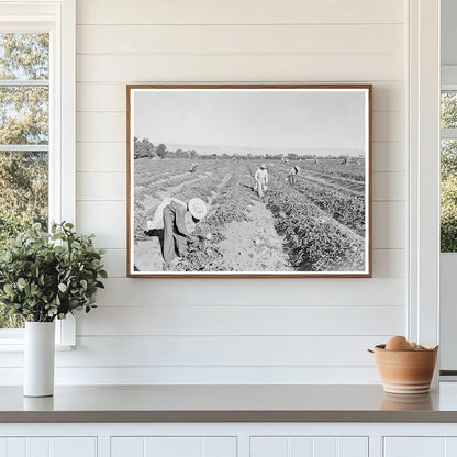 Mexican Cantaloupe Pickers Imperial Valley 1938 - Available at KNOWOL