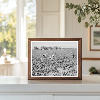 Mexican Cantaloupe Pickers Imperial Valley California 1938 - Available at KNOWOL