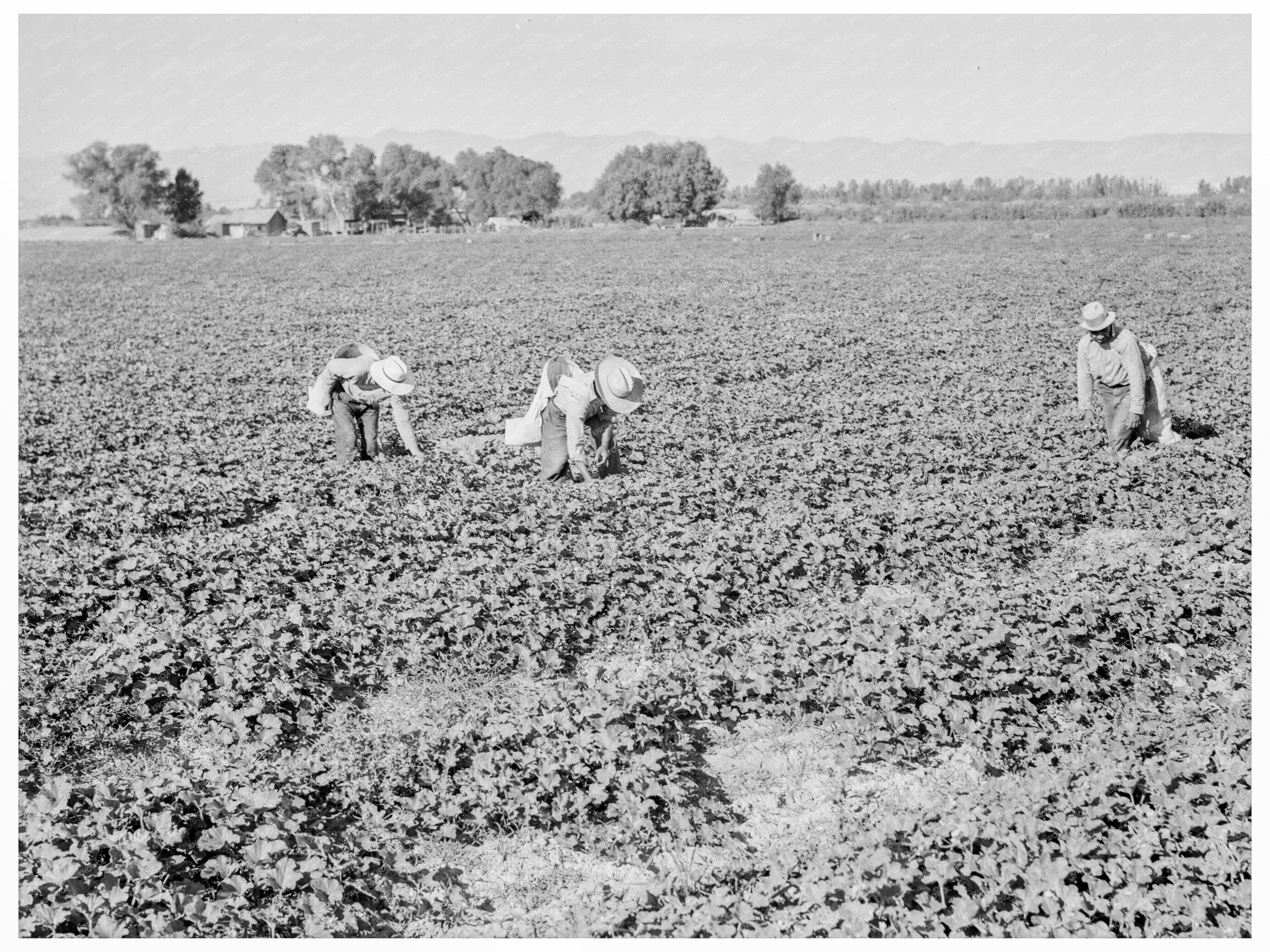 Mexican Cantaloupe Pickers Imperial Valley California 1938 - Available at KNOWOL