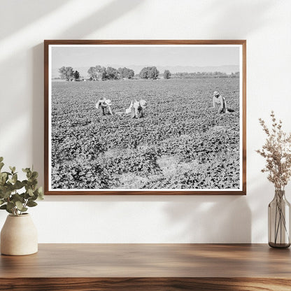 Mexican Cantaloupe Pickers Imperial Valley California 1938 - Available at KNOWOL