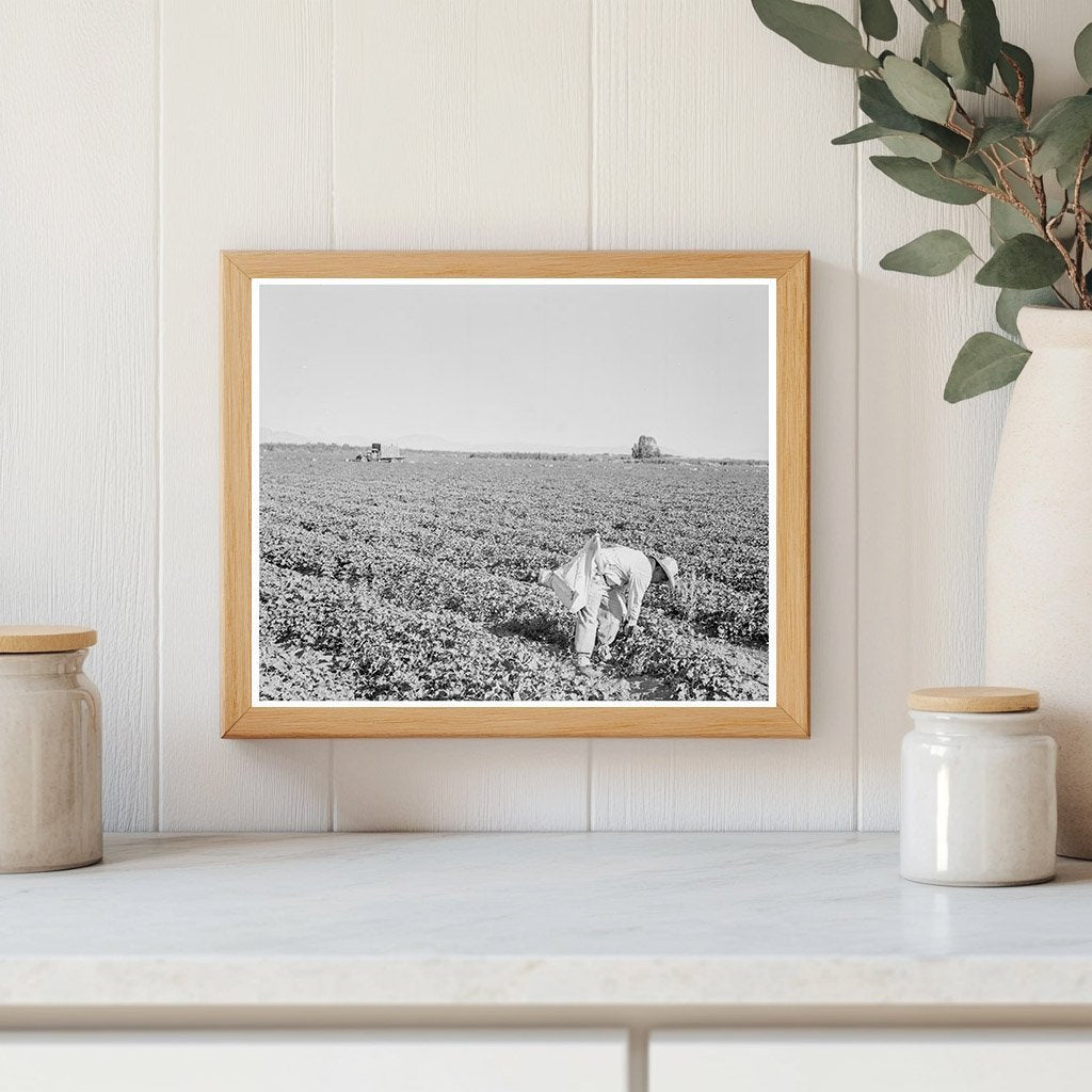 Mexican Cantaloupe Pickers in Imperial Valley 1938 - Available at KNOWOL