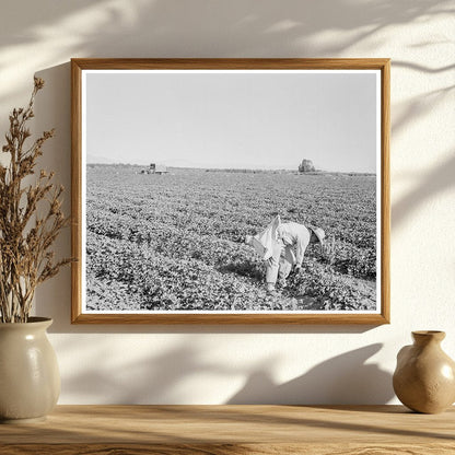 Mexican Cantaloupe Pickers in Imperial Valley 1938 - Available at KNOWOL