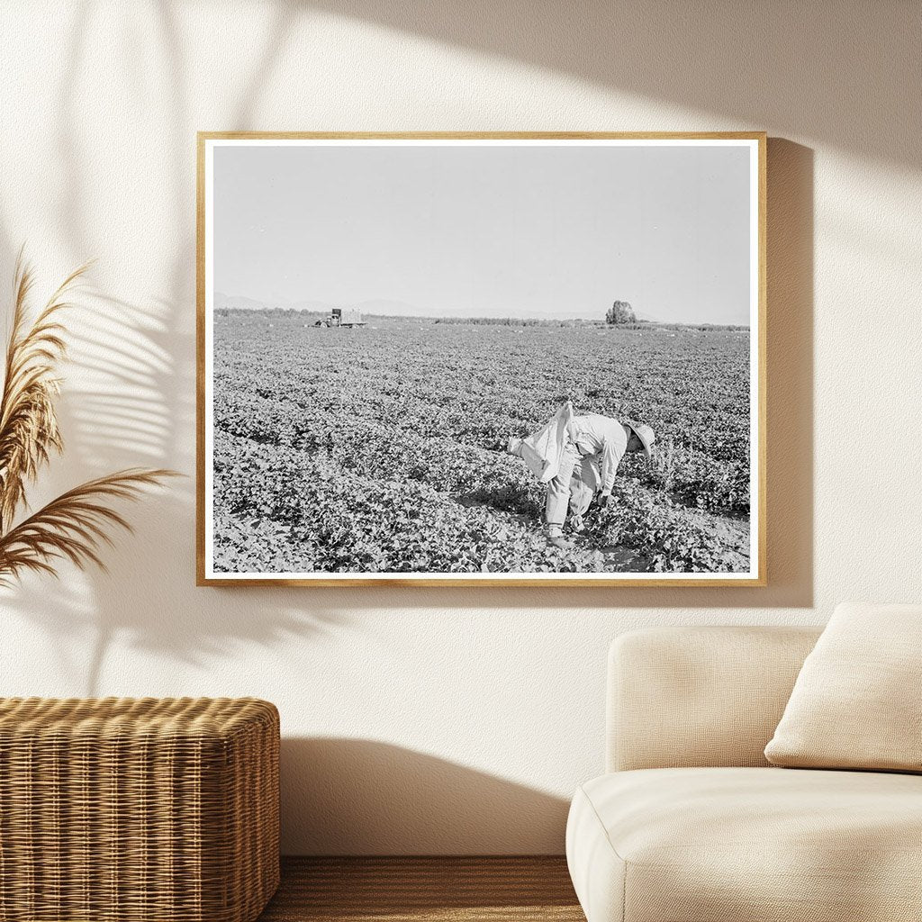 Mexican Cantaloupe Pickers in Imperial Valley 1938 - Available at KNOWOL