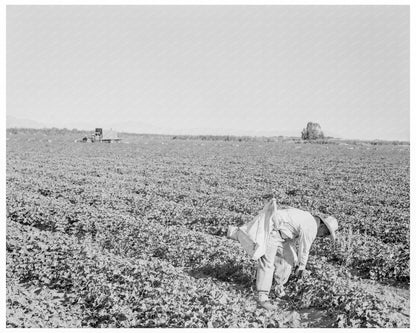 Mexican Cantaloupe Pickers in Imperial Valley 1938 - Available at KNOWOL