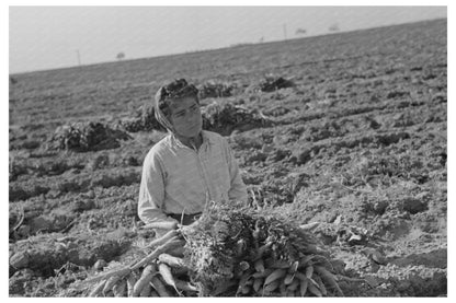 Mexican Carrot Worker in Edinburg Texas 1939 - Available at KNOWOL