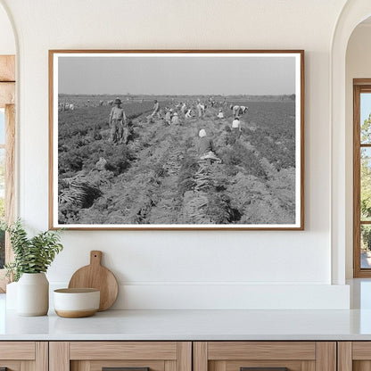 Mexican Carrot Workers Harvesting in Edinburg Texas 1939 - Available at KNOWOL