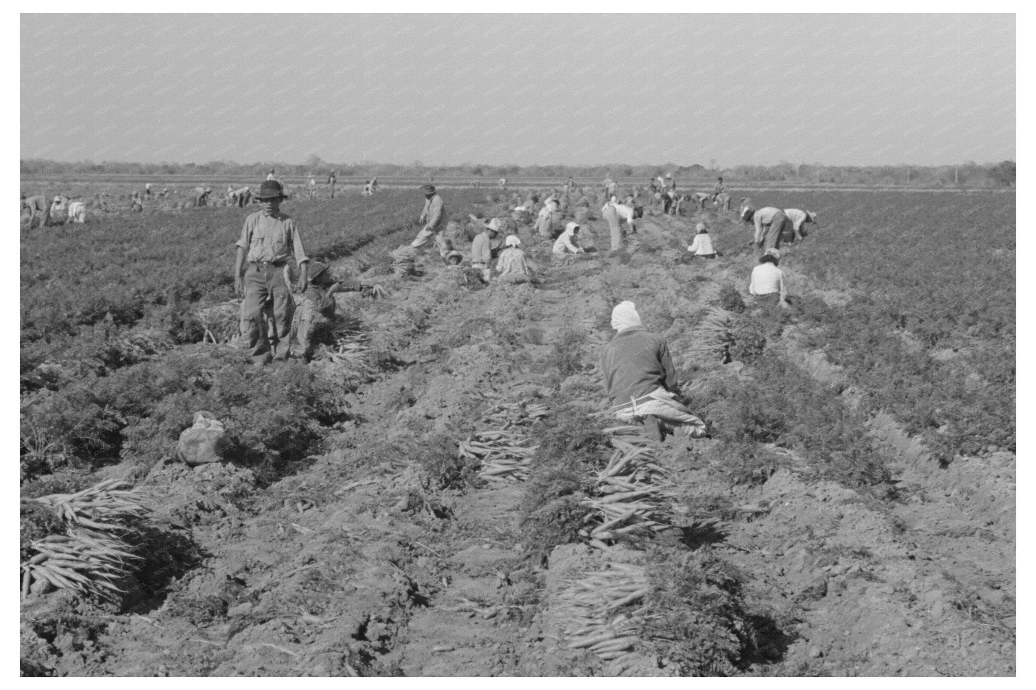 Mexican Carrot Workers Harvesting in Edinburg Texas 1939 - Available at KNOWOL