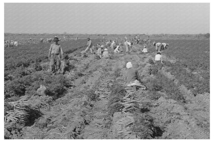 Mexican Carrot Workers Harvesting in Edinburg Texas 1939 - Available at KNOWOL