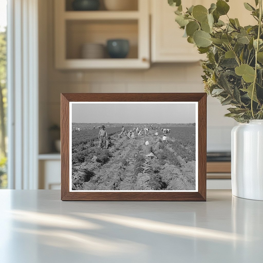 Mexican Carrot Workers Harvesting in Edinburg Texas 1939 - Available at KNOWOL