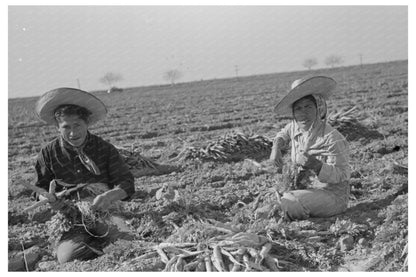 Mexican Couple Carrot Harvesting Edinburg Texas 1939 - Available at KNOWOL