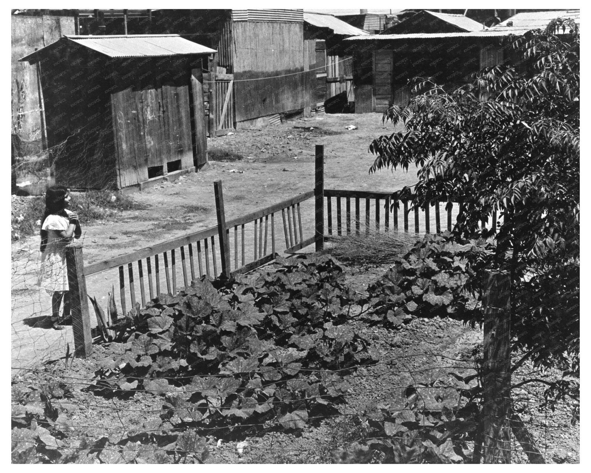 Mexican Field Laborers Houses Brawley Imperial Valley California June 1935 - Available at KNOWOL