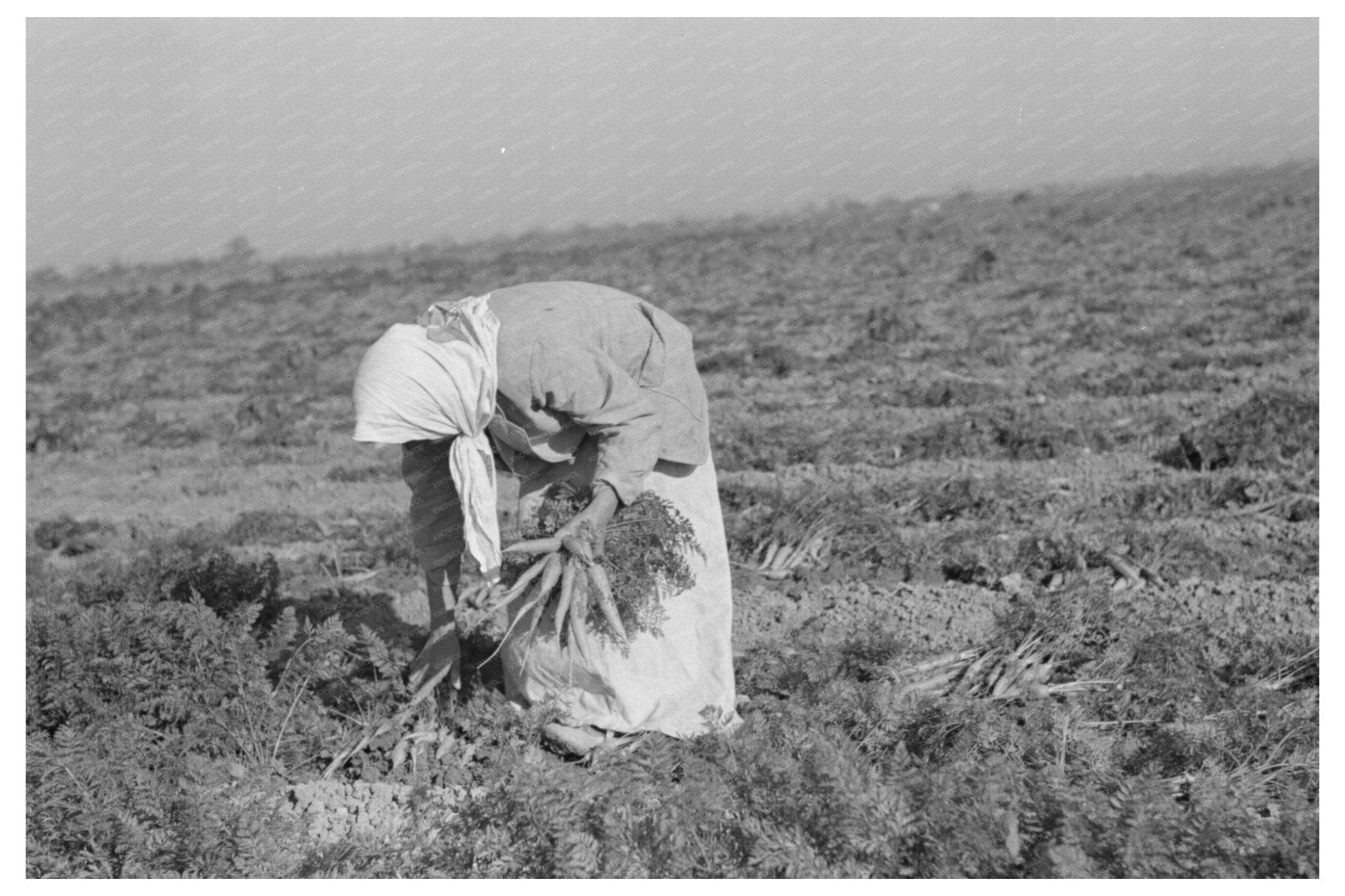 Mexican Girl Carrot Field Edinburg Texas February 1939 - Available at KNOWOL