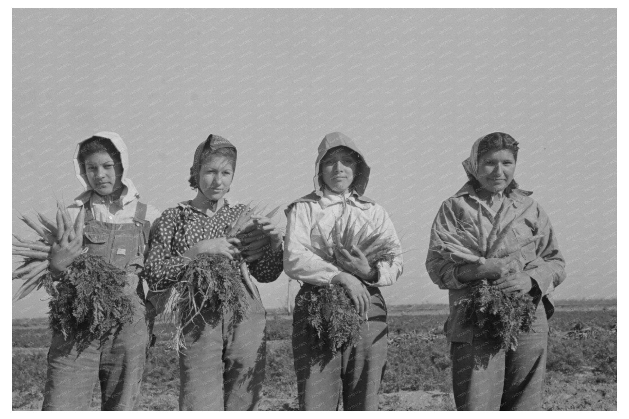 Mexican Girl Carrot Harvesting Edinburg Texas 1939 - Available at KNOWOL