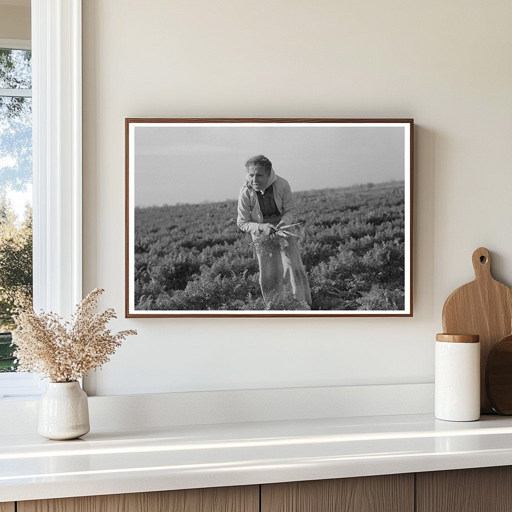 Mexican Girl Carrot Laborer Edinburg Texas 1939 - Available at KNOWOL