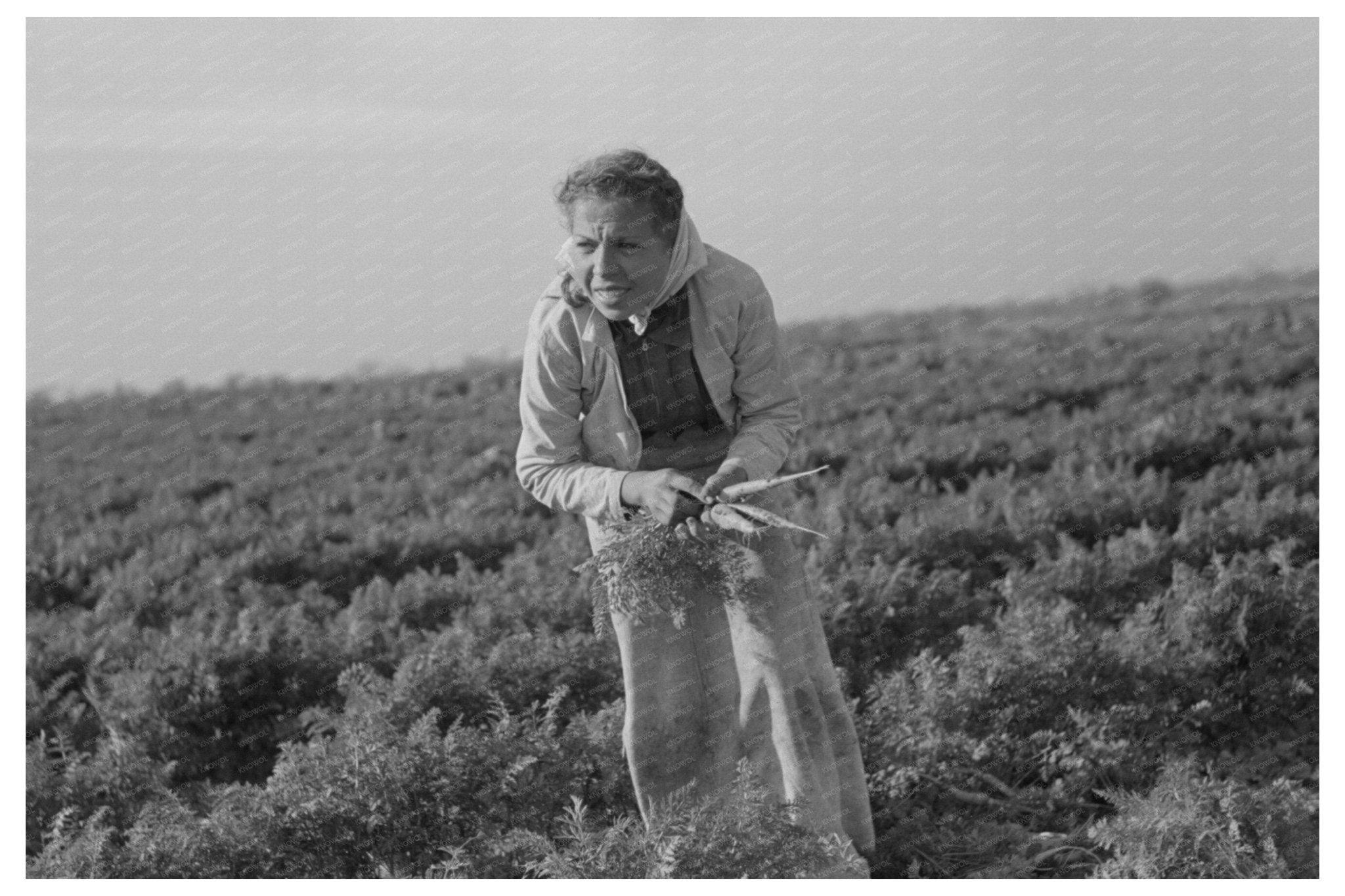 Mexican Girl Carrot Laborer Edinburg Texas 1939 - Available at KNOWOL