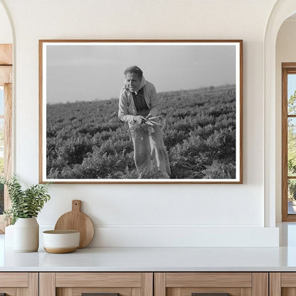 Mexican Girl Carrot Laborer Edinburg Texas 1939 - Available at KNOWOL