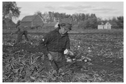 Mexican Girl Topping Sugar Beets East Grand Forks 1937 - Available at KNOWOL