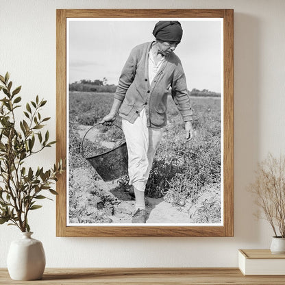 Mexican Grandmother Harvesting Tomatoes 1938 - Available at KNOWOL