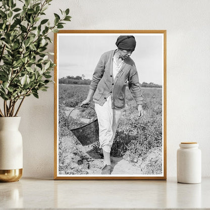 Mexican Grandmother Harvesting Tomatoes 1938 - Available at KNOWOL