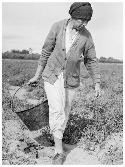 Mexican Grandmother Harvesting Tomatoes 1938 - Available at KNOWOL