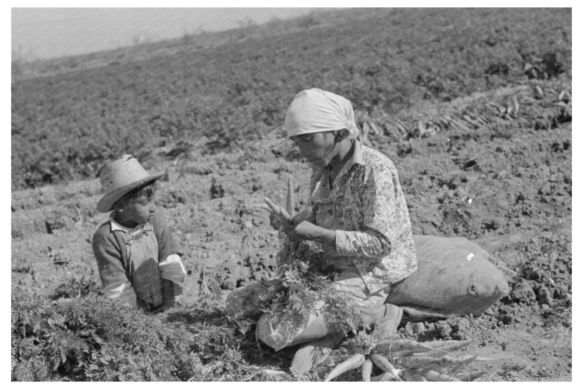 Mexican Laborer and Son Harvesting Carrots Edinburg 1939 - Available at KNOWOL