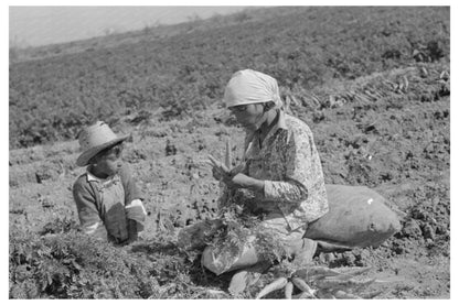 Mexican Laborer and Son Harvesting Carrots Edinburg 1939 - Available at KNOWOL