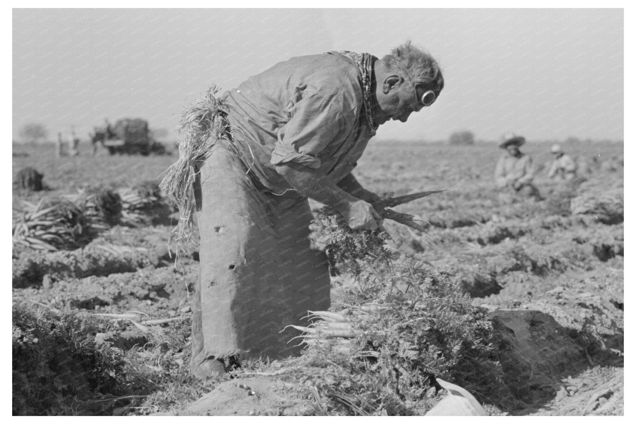 Mexican Laborer in Carrot Field Edinburg Texas 1939 - Available at KNOWOL