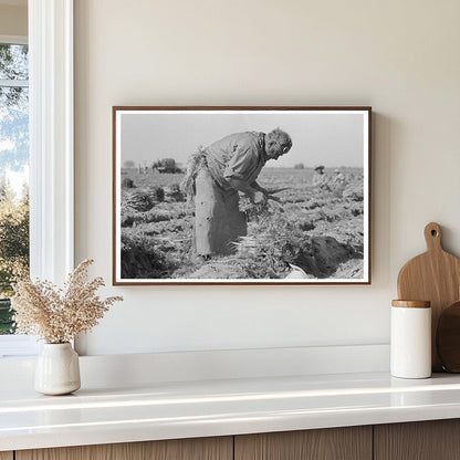 Mexican Laborer in Carrot Field Edinburg Texas 1939 - Available at KNOWOL