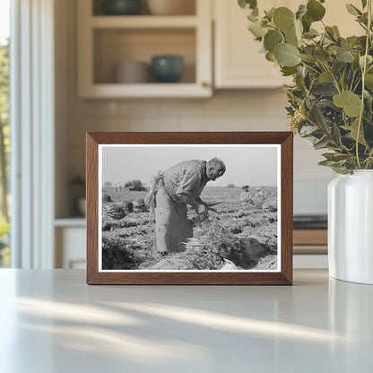 Mexican Laborer in Carrot Field Edinburg Texas 1939 - Available at KNOWOL