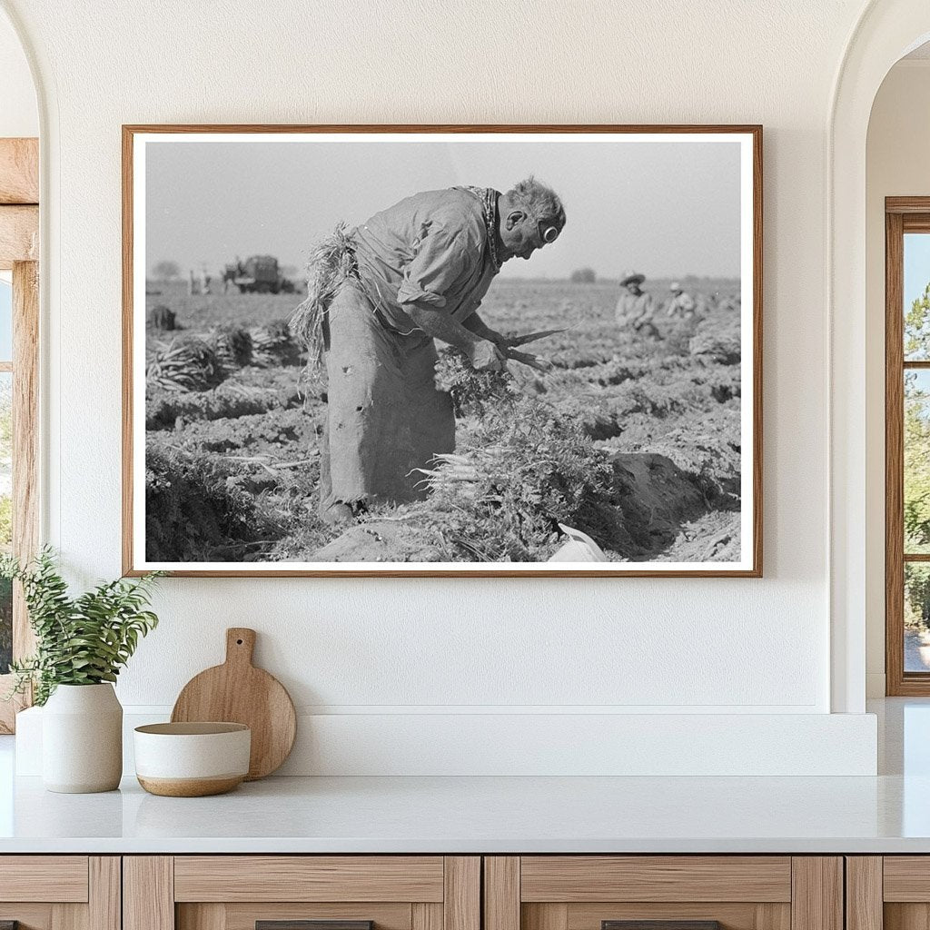 Mexican Laborer in Carrot Field Edinburg Texas 1939 - Available at KNOWOL