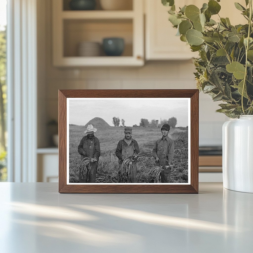 Mexican Laborers Harvesting Beets Minnesota 1937 - Available at KNOWOL