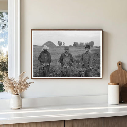 Mexican Laborers Harvesting Beets Minnesota 1937 - Available at KNOWOL