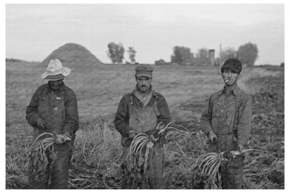 Mexican Laborers Harvesting Beets Minnesota 1937 - Available at KNOWOL